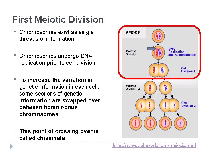 First Meiotic Division Chromosomes exist as single threads of information Chromosomes undergo DNA replication