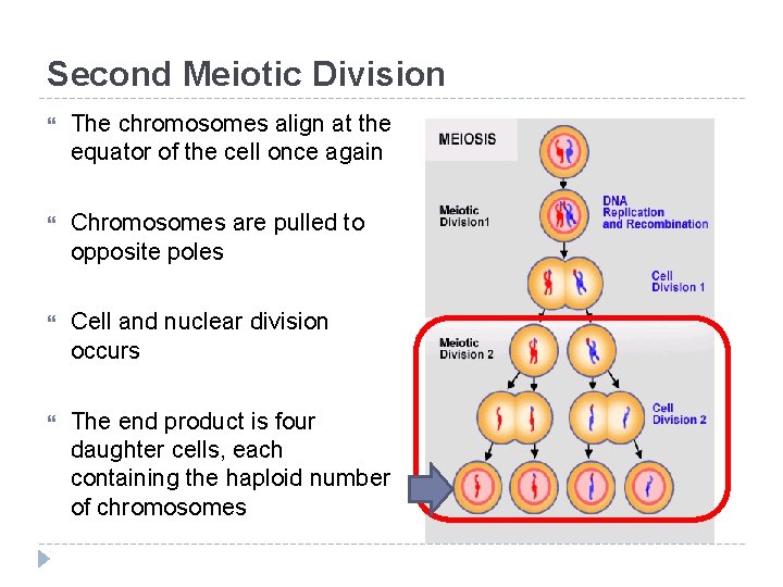 Second Meiotic Division The chromosomes align at the equator of the cell once again