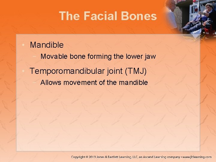The Facial Bones • Mandible − Movable bone forming the lower jaw • Temporomandibular