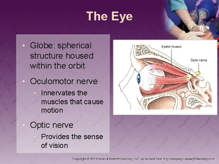The Eye • Globe: spherical structure housed within the orbit • Oculomotor nerve −