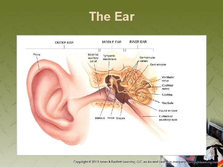 The Ear 