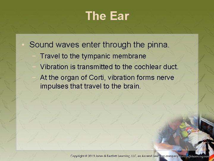 The Ear • Sound waves enter through the pinna. − Travel to the tympanic