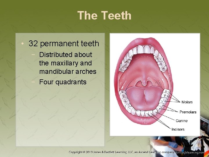 The Teeth • 32 permanent teeth − Distributed about the maxillary and mandibular arches