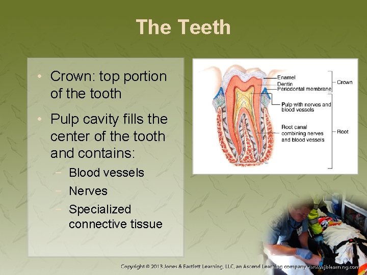 The Teeth • Crown: top portion of the tooth • Pulp cavity fills the