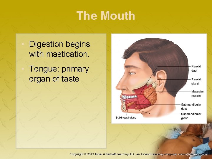 The Mouth • Digestion begins with mastication. • Tongue: primary organ of taste 