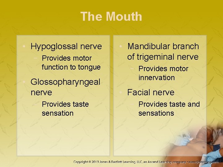 The Mouth • Hypoglossal nerve − Provides motor function to tongue • Glossopharyngeal nerve