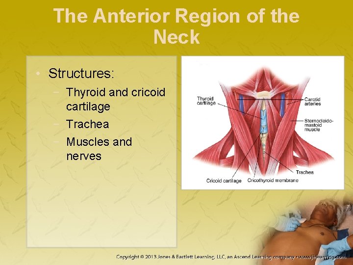 The Anterior Region of the Neck • Structures: − Thyroid and cricoid cartilage −