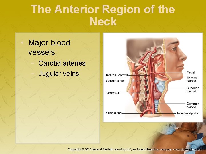 The Anterior Region of the Neck • Major blood vessels: − Carotid arteries −