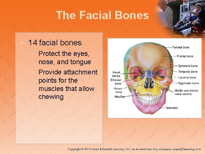 The Facial Bones • 14 facial bones − Protect the eyes, nose, and tongue