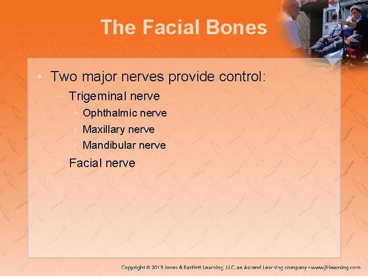 The Facial Bones • Two major nerves provide control: − Trigeminal nerve • Ophthalmic