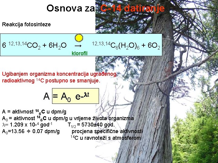 Osnova za C-14 datiranje Reakcija fotosinteze 6 12, 13, 14 CO 2 + 6