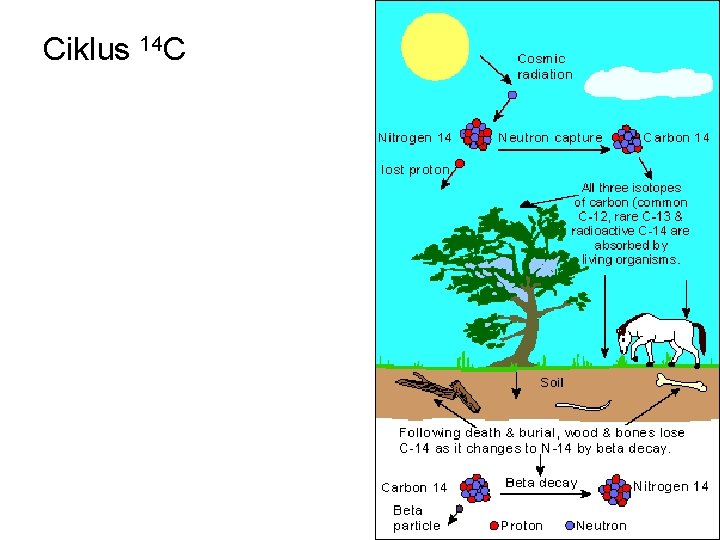 Ciklus 14 C 