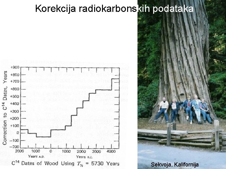 Korekcija radiokarbonskih podataka Sekvoja, Kalifornija 