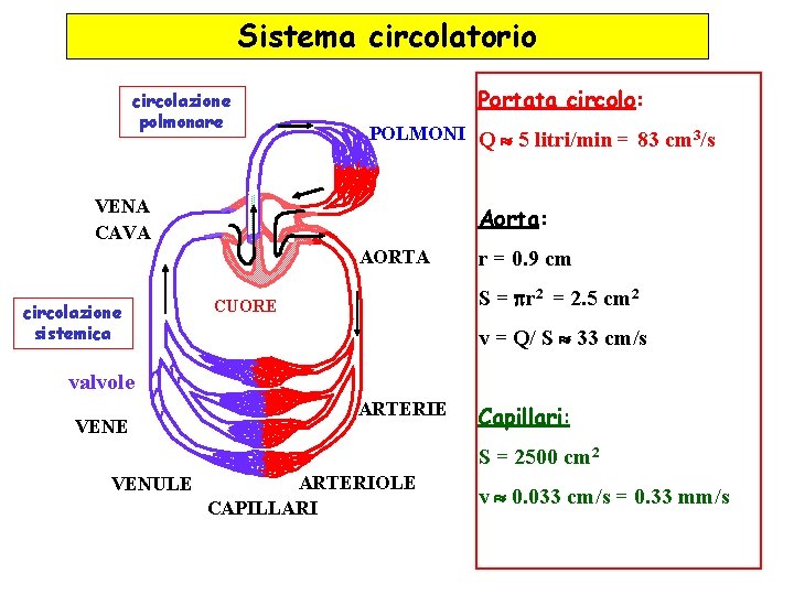 Sistema circolatorio circolazione polmonare Portata circolo: POLMONI Q 5 litri/min = 83 cm 3/s