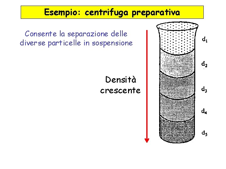 Esempio: centrifuga preparativa Consente la separazione delle diverse particelle in sospensione Densità crescente 