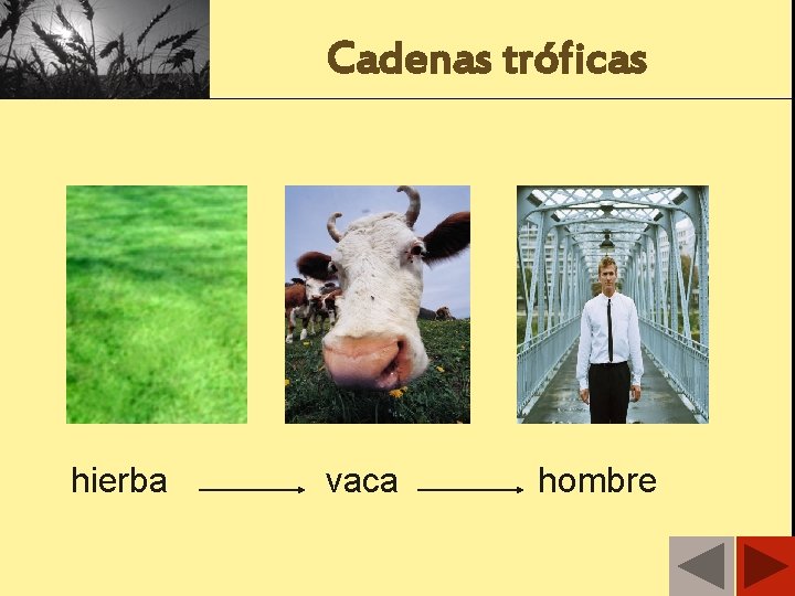 Cadenas tróficas hierba vaca hombre 