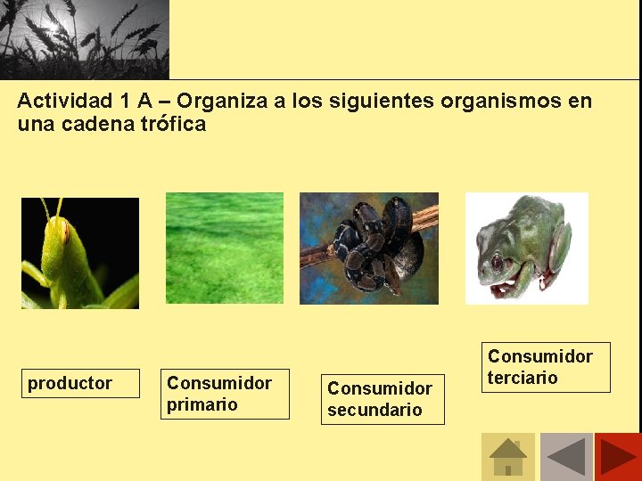 Actividad 1 A – Organiza a los siguientes organismos en una cadena trófica productor