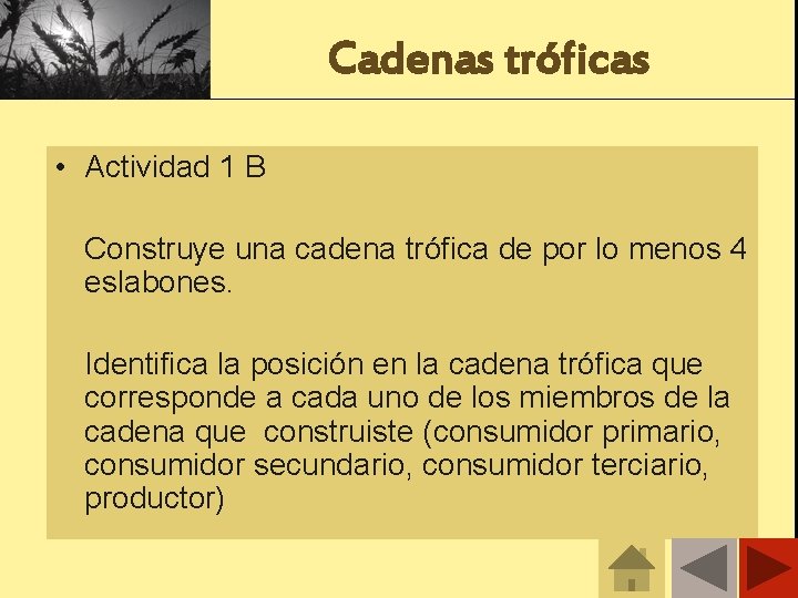 Cadenas tróficas • Actividad 1 B Construye una cadena trófica de por lo menos