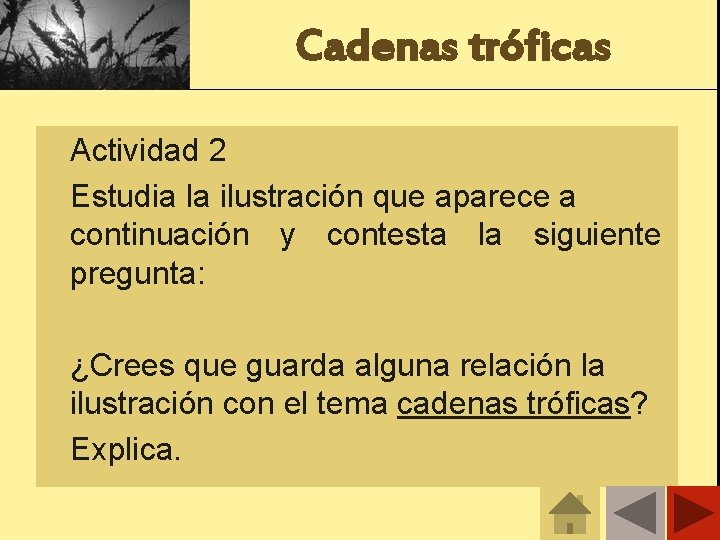 Cadenas tróficas Actividad 2 Estudia la ilustración que aparece a continuación y contesta la