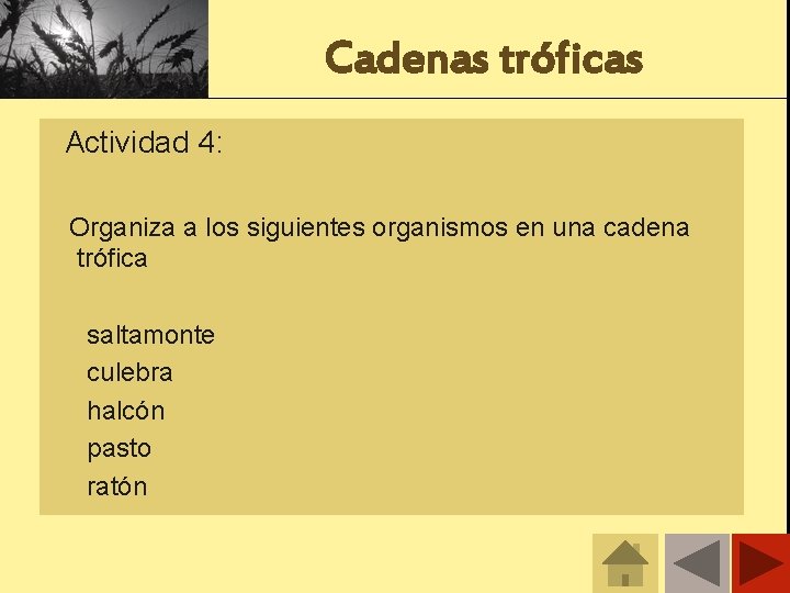 Cadenas tróficas Actividad 4: Organiza a los siguientes organismos en una cadena trófica saltamonte