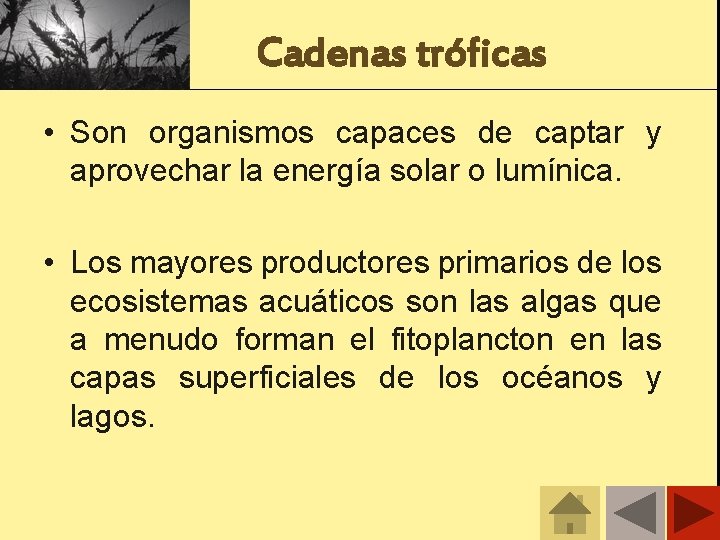 Cadenas tróficas • Son organismos capaces de captar y aprovechar la energía solar o