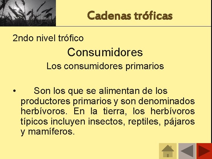 Cadenas tróficas 2 ndo nivel trófico Consumidores Los consumidores primarios • Son los que