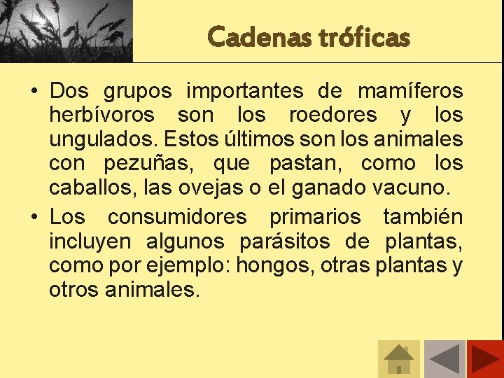 Cadenas tróficas • Dos grupos importantes de mamíferos herbívoros son los roedores y los