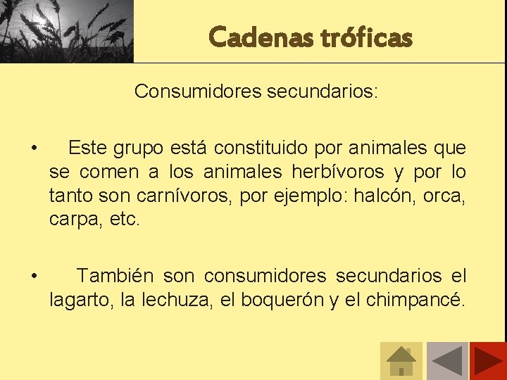 Cadenas tróficas Consumidores secundarios: • Este grupo está constituido por animales que se comen