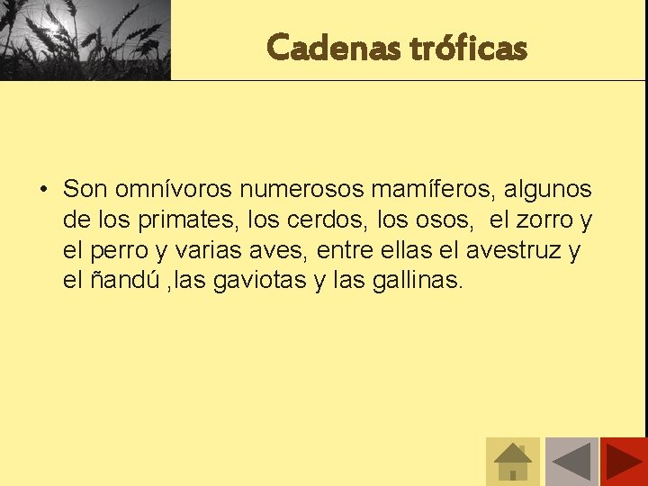 Cadenas tróficas • Son omnívoros numerosos mamíferos, algunos de los primates, los cerdos, los