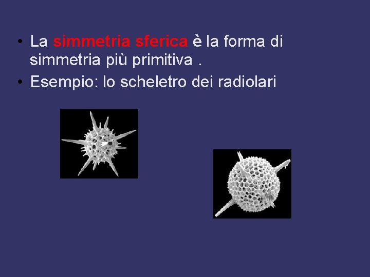  • La simmetria sferica è la forma di simmetria più primitiva. • Esempio: