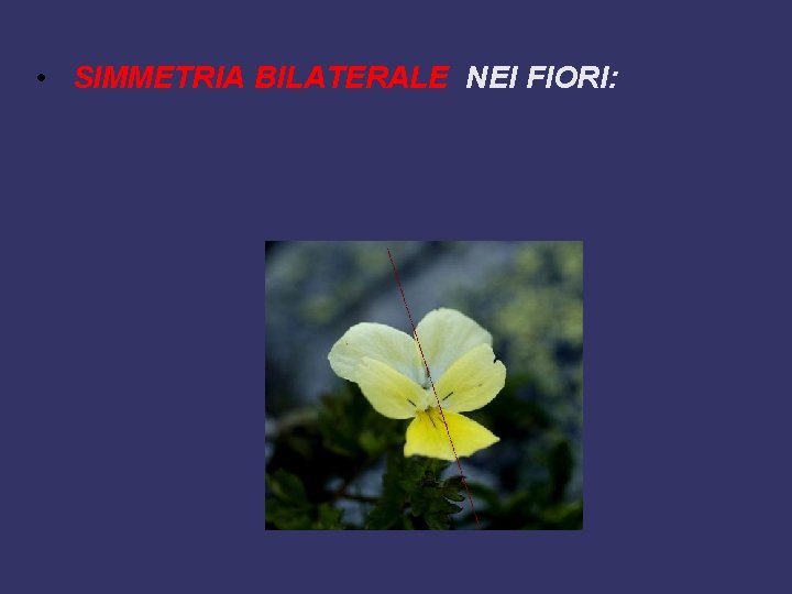  • SIMMETRIA BILATERALE NEI FIORI: 