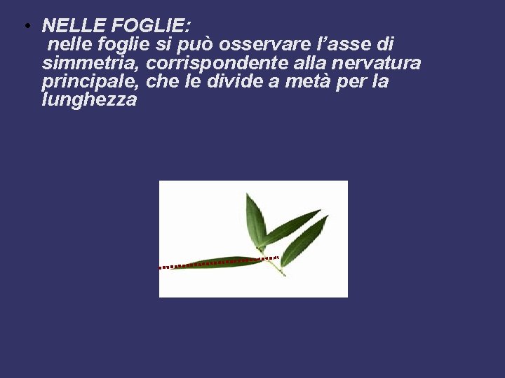  • NELLE FOGLIE: nelle foglie si può osservare l’asse di simmetria, corrispondente alla