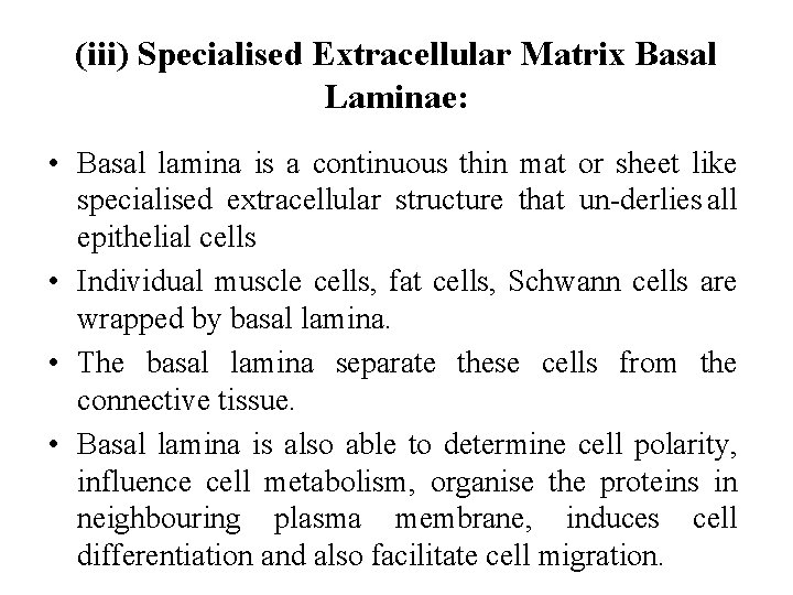 (iii) Specialised Extracellular Matrix Basal Laminae: • Basal lamina is a continuous thin mat