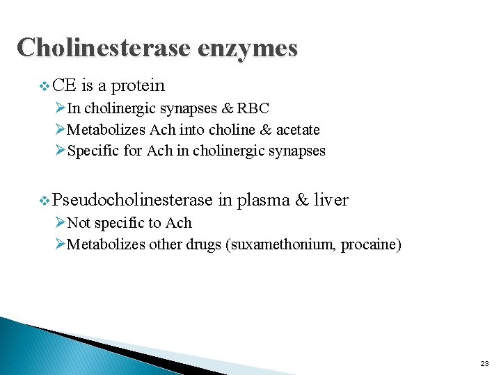 Cholinesterase enzymes v CE is a protein ØIn cholinergic synapses & RBC ØMetabolizes Ach