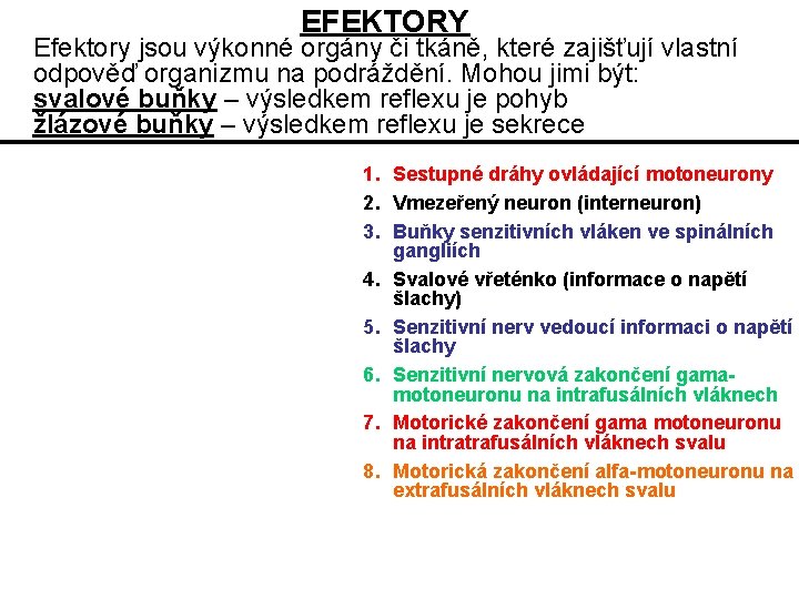 EFEKTORY Efektory jsou výkonné orgány či tkáně, které zajišťují vlastní odpověď organizmu na podráždění.