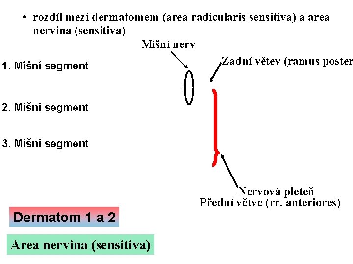  • rozdíl mezi dermatomem (area radicularis sensitiva) a area nervina (sensitiva) Míšní nerv