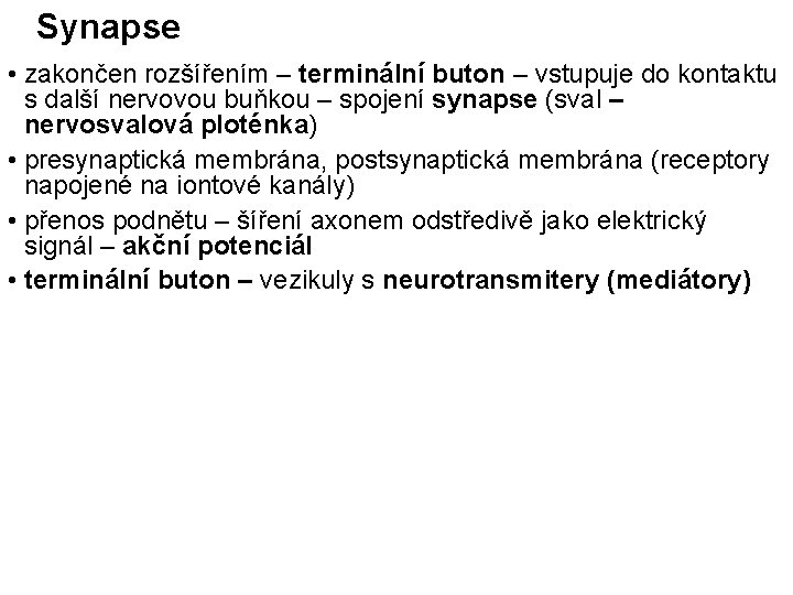 Synapse • zakončen rozšířením – terminální buton – vstupuje do kontaktu s další nervovou