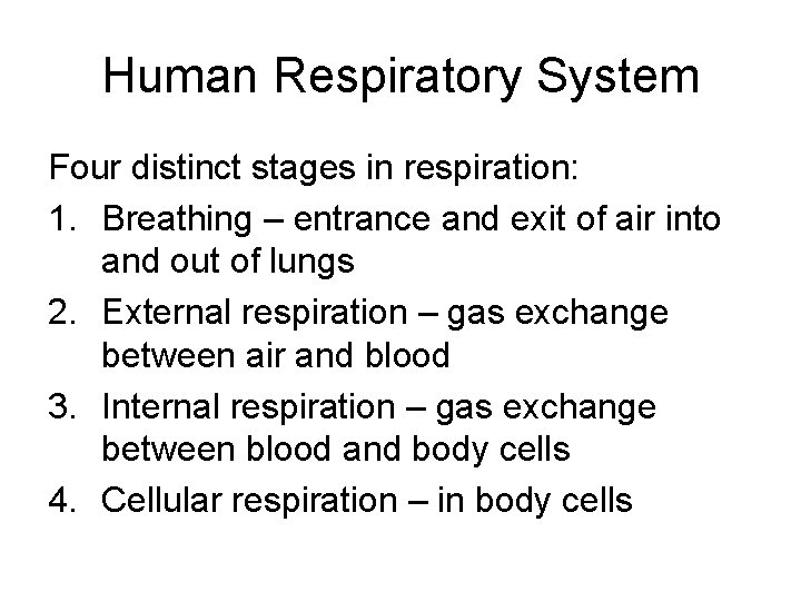 Human Respiratory System Four distinct stages in respiration: 1. Breathing – entrance and exit Human Respiratory System Four distinct stages in respiration: 1. Breathing – entrance and exit