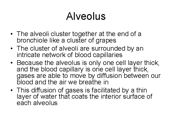 Alveolus • The alveoli cluster together at the end of a bronchiole like a Alveolus • The alveoli cluster together at the end of a bronchiole like a