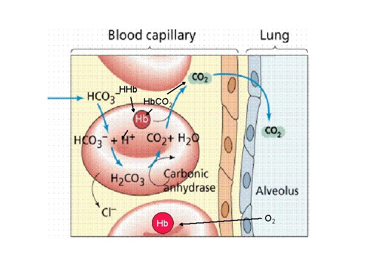 HHb Hb. CO 2 Hb O 2 HHb Hb. CO 2 Hb O 2