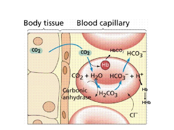 Hb. CO 2 Hb HHb Hb. CO 2 Hb HHb