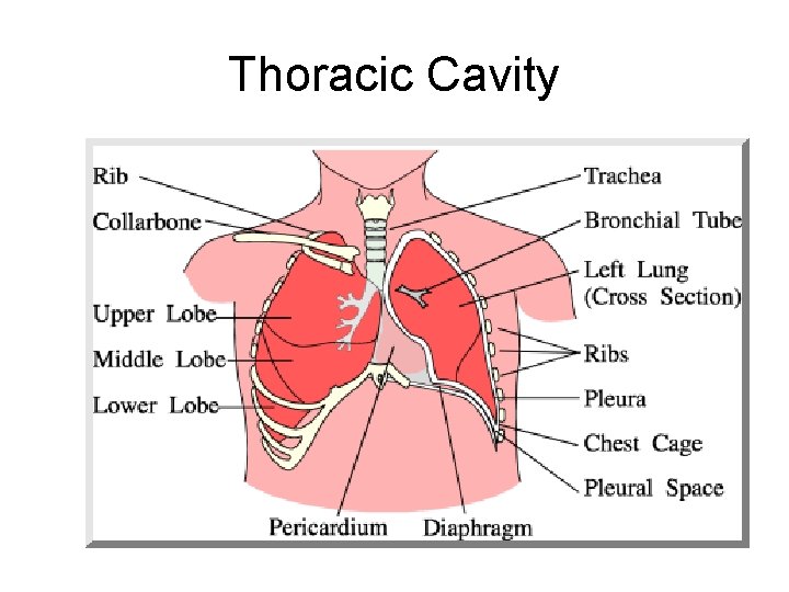 Thoracic Cavity Thoracic Cavity
