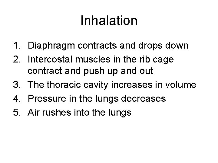 Inhalation 1. Diaphragm contracts and drops down 2. Intercostal muscles in the rib cage Inhalation 1. Diaphragm contracts and drops down 2. Intercostal muscles in the rib cage