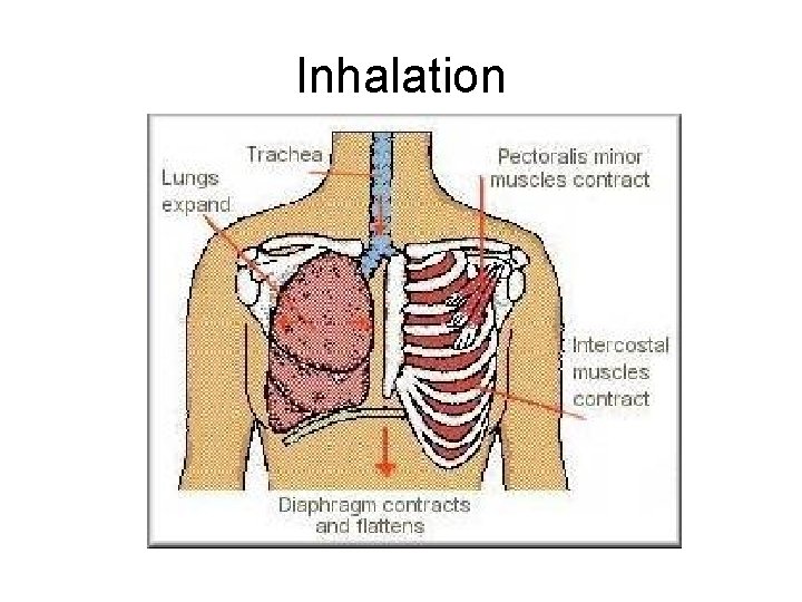 Inhalation Inhalation