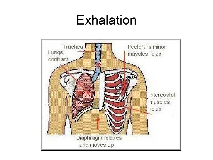 Exhalation Exhalation