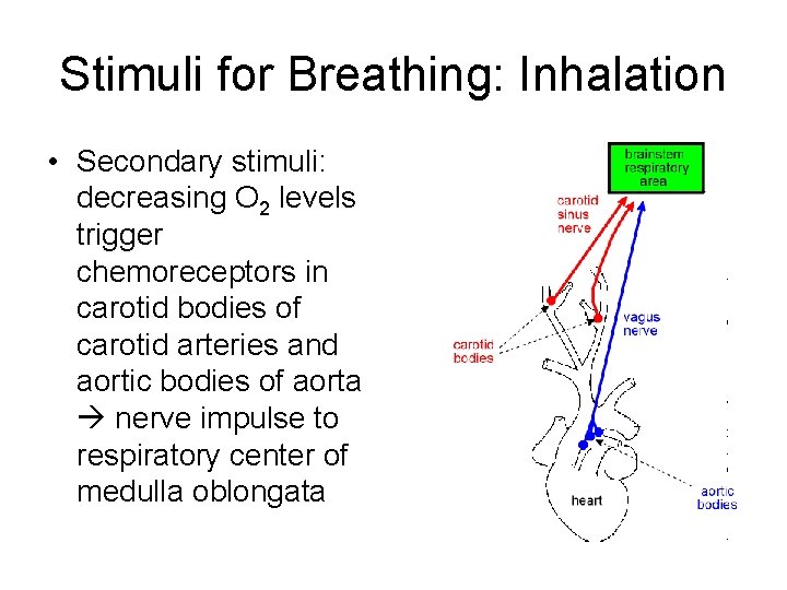 Stimuli for Breathing: Inhalation • Secondary stimuli: decreasing O 2 levels trigger chemoreceptors in Stimuli for Breathing: Inhalation • Secondary stimuli: decreasing O 2 levels trigger chemoreceptors in