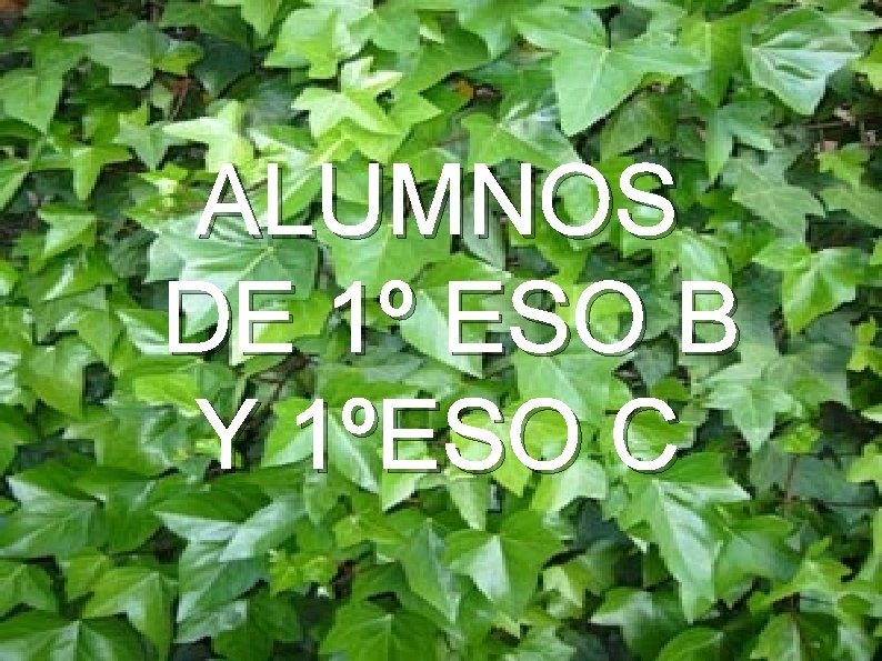 ALUMNOS DE 1º ESO B Y 1ºESO C 