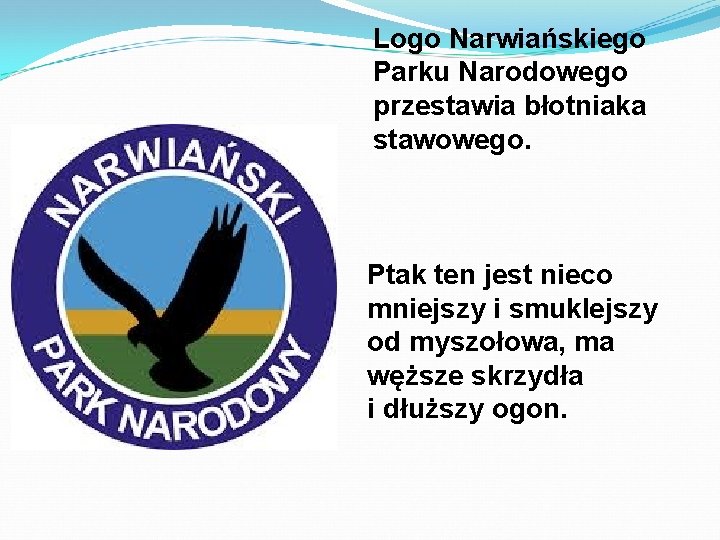 Logo Narwiańskiego Parku Narodowego przestawia błotniaka stawowego. Ptak ten jest nieco mniejszy i smuklejszy