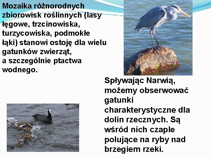 Mozaika różnorodnych zbiorowisk roślinnych (lasy łęgowe, trzcinowiska, turzycowiska, podmokłe łąki) stanowi ostoję dla wielu