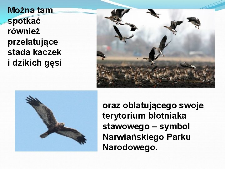 Można tam spotkać również przelatujące stada kaczek i dzikich gęsi oraz oblatującego swoje terytorium